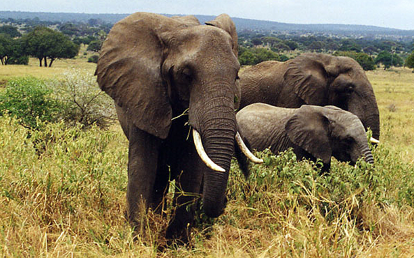 Loxodonta africana