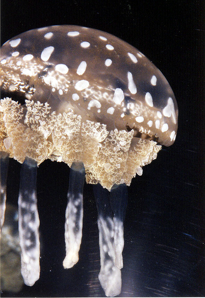 Scyphozoa