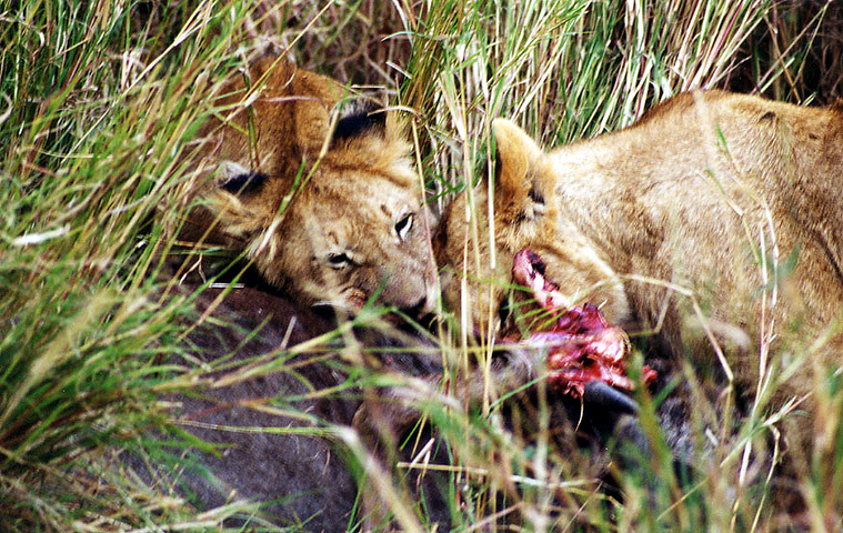 Photo of Panthera leo