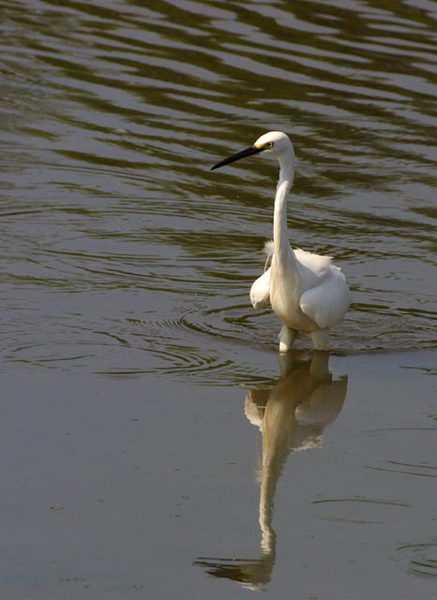 Egretta garzetta