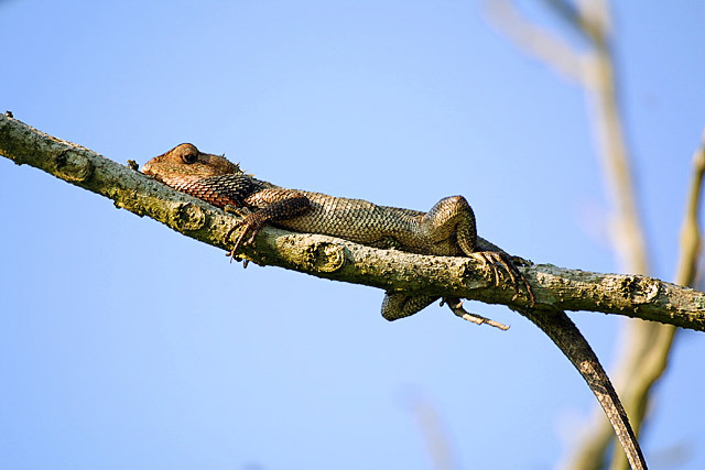 Calotes versicolor