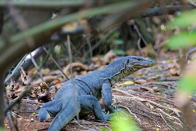 How to hunt a monitor lizard. And then eat it