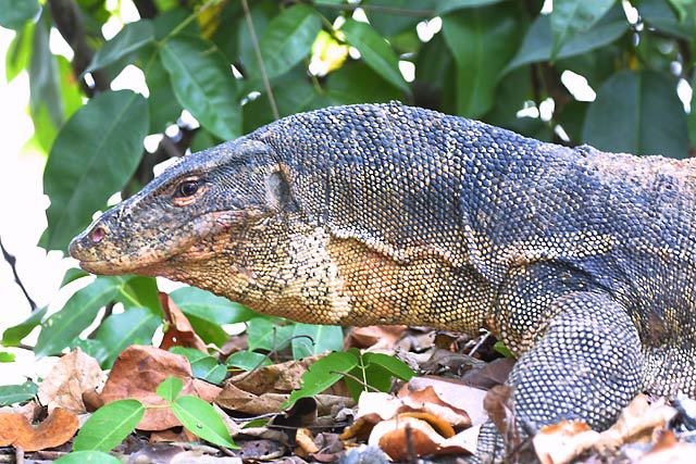 Varanus salvator