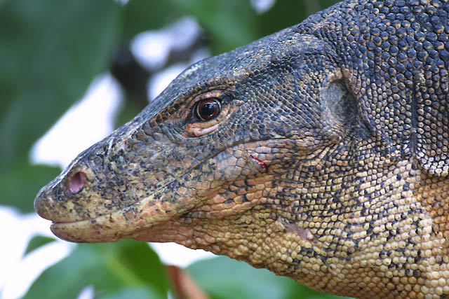 Varanus