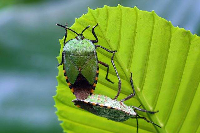 Pentatomoidea