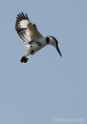 12972079.PiedKingfisher