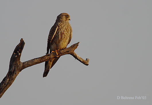 Falco tinnunculus