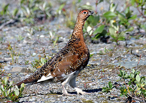 3951005.WillowPtarmiganM