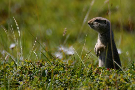 Spermophilus