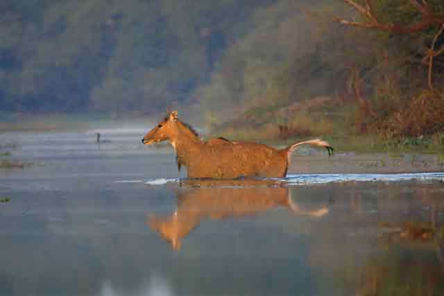 874483.Nilgai