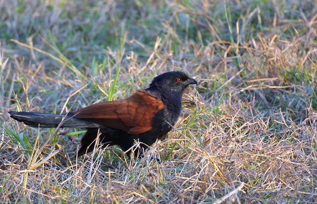 875022.GreaterCoucal