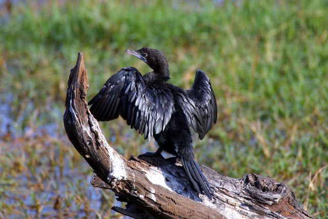 Phalacrocoracidae