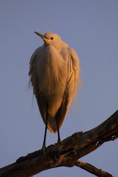 Egretta garzetta