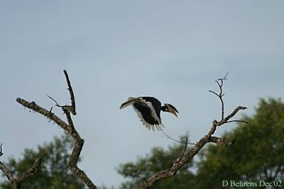 9579468.MalibarPiedHornbill