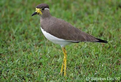 Charadriiformes