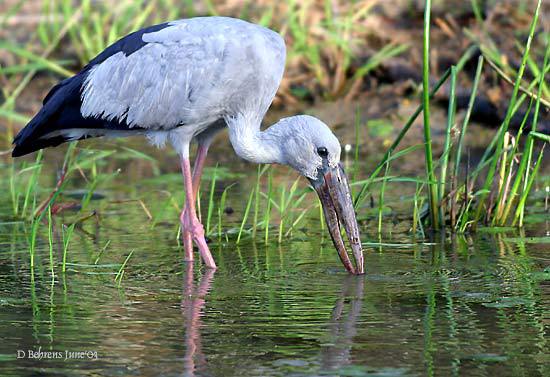 Ciconiidae