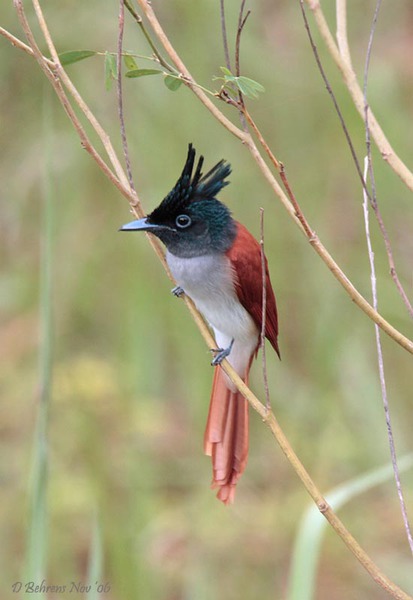 AsianParadiseflycatcher