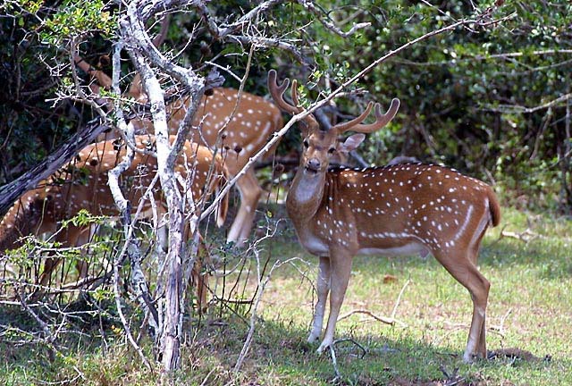 Chital