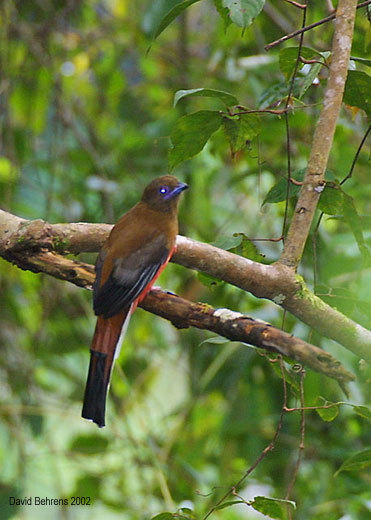 CinnamonRumpedTrogon