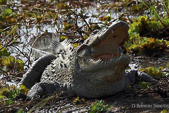 Florida alligator hunt not at all like 'Swamp People,' Grand Forks