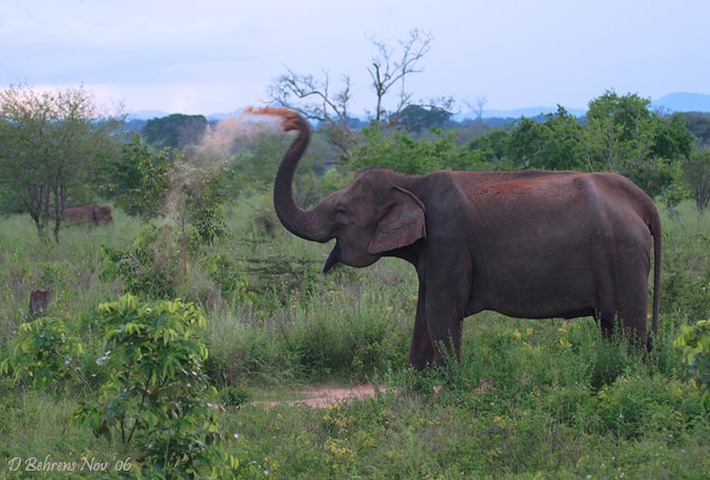 Asian Elephant Food Web