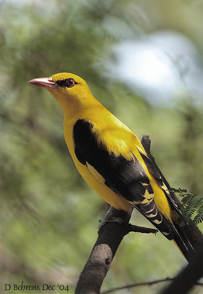 EurasianGoldenOriole