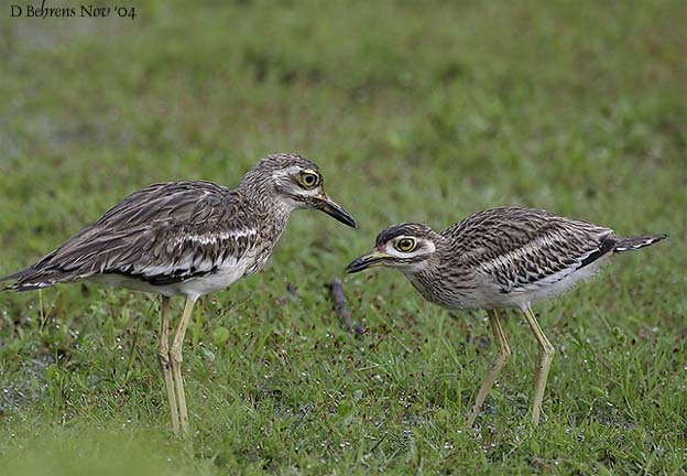 Charadriiformes