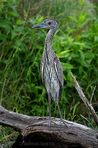 ADW: Nycticorax nycticorax: INFORMATION