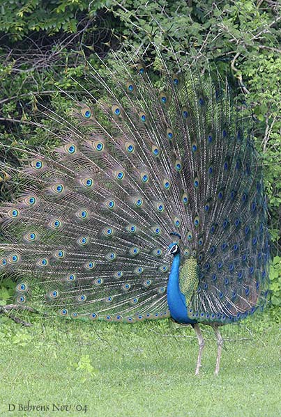 Pavo cristatus