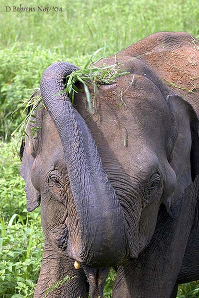 Elephas