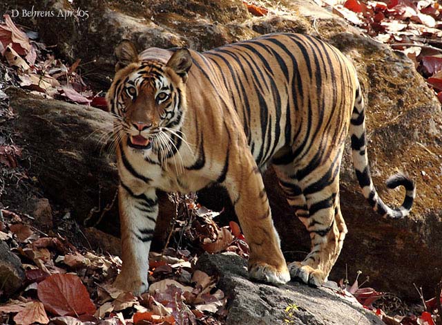 The bones of the tiger ( Panthera tigris (L.)) skeleton. a. Most