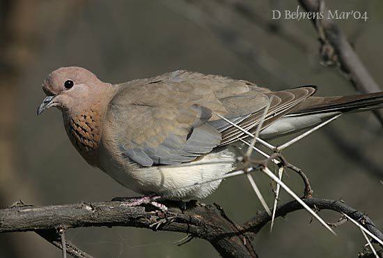 Streptopelia