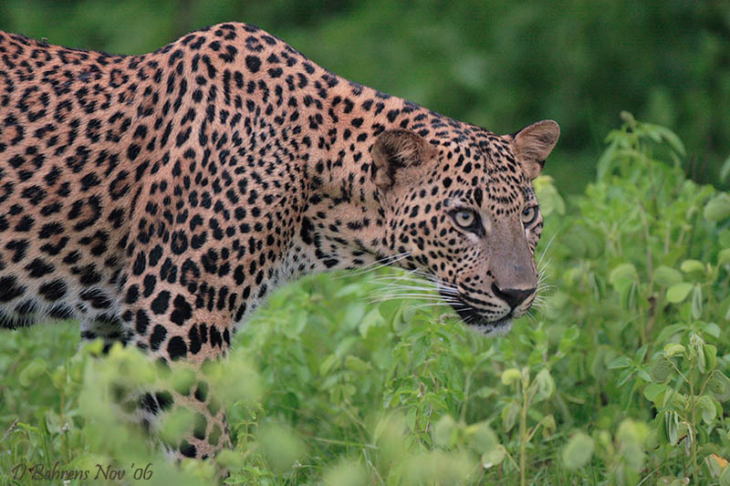Leopard1