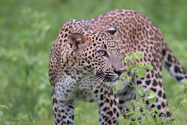 ADW: Panthera Pardus: PICTURES