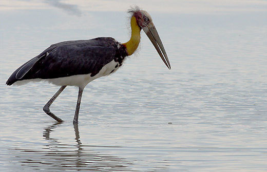 Lesser-Adjutant-Stork