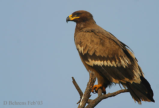 Adw Aquila Pomarina Information