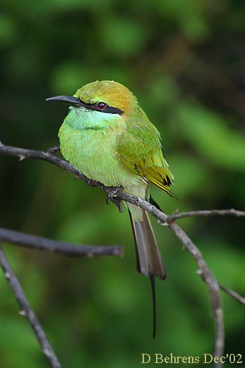 Little-Green-Bee-eater-2