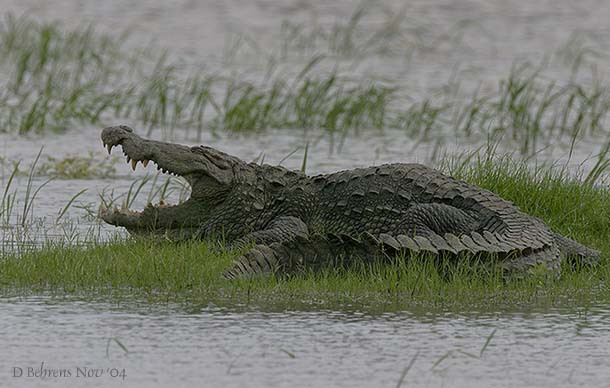MarshCrocodile