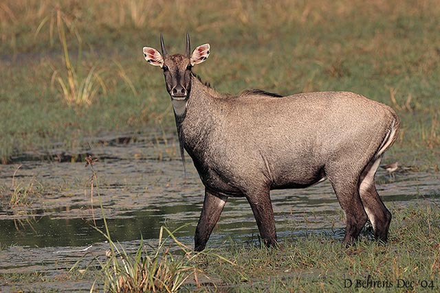 Boselaphus tragocamelus