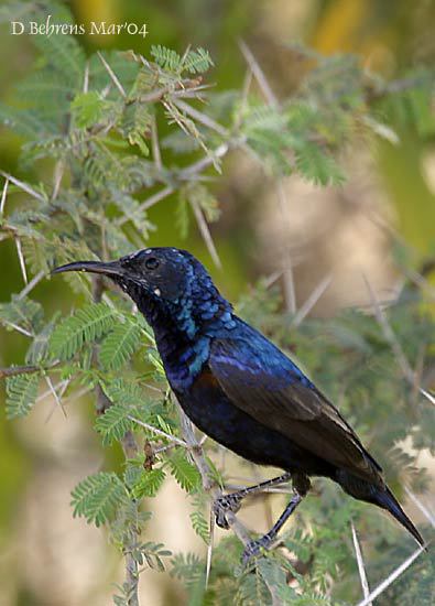 PurpleSunbird