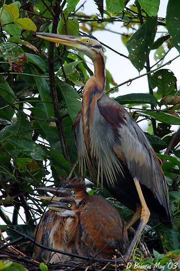 Ardea purpurea