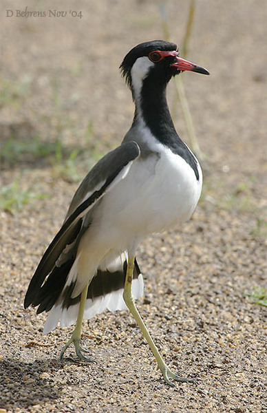 RedwattledLapwing