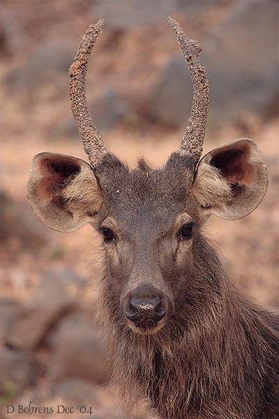 Rusa unicolor