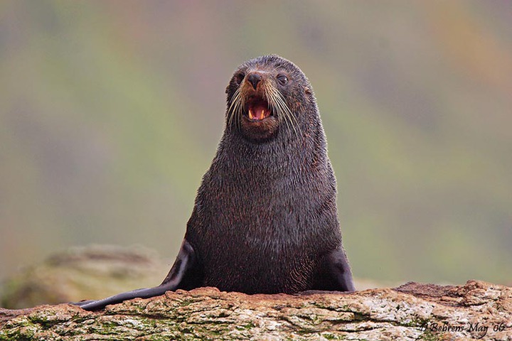 ADW: Arctocephalus forsteri: INFORMATION