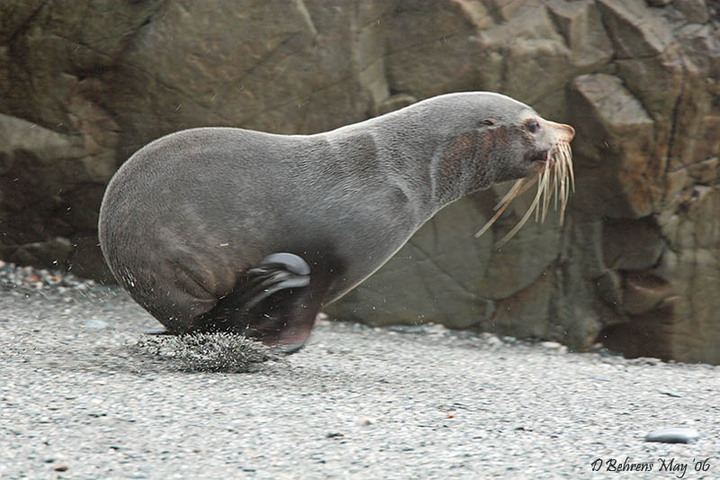 ADW: Arctocephalus forsteri: INFORMATION