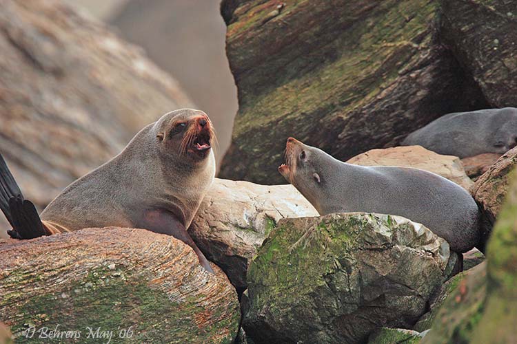 Seals