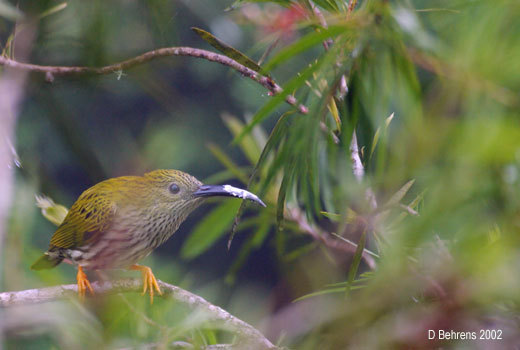 StreakedSpiderhunter