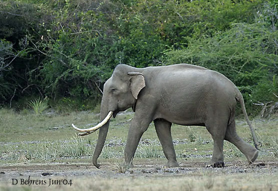 Elephas maximus