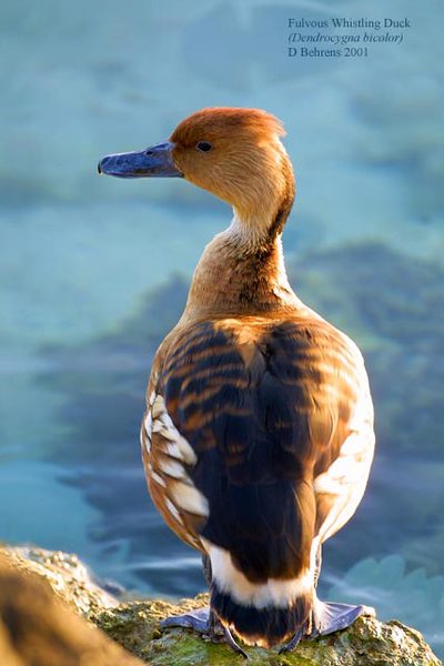 fulvouswhistlingduckBahrain