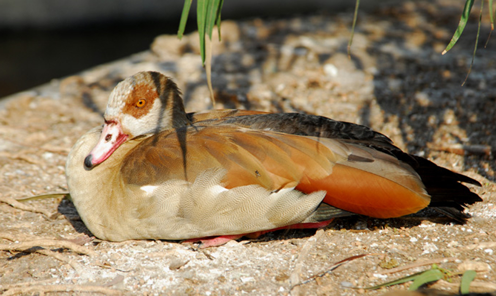 Anseriformes